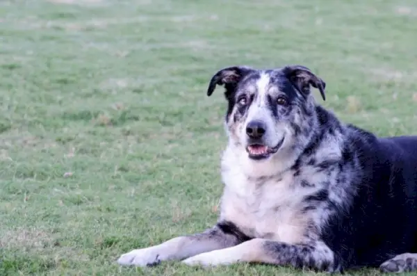 pastore tedesco australiano_Shutterstock_Shannon A Moseley