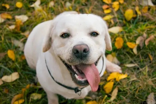 labrador retriever in autunno
