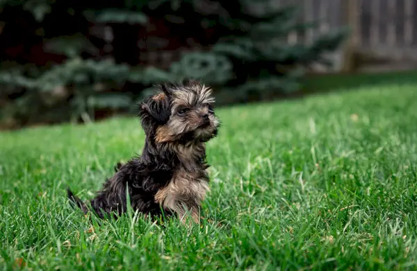 morkie della tazza da tè