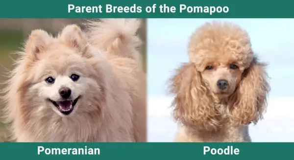 Parents_races_Pomapoo