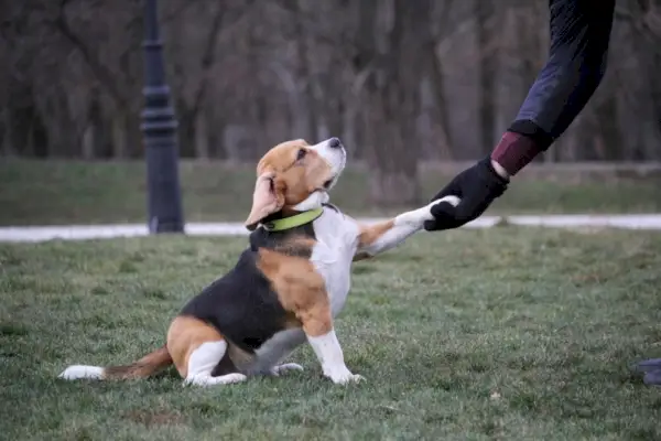 beagle-harjoittelu ulkona