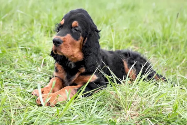 Gordon Setter-hvalp i græsset