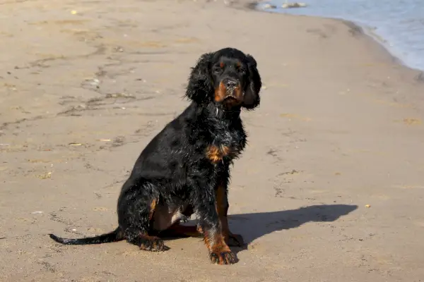 Gordon Setter sidder på stranden