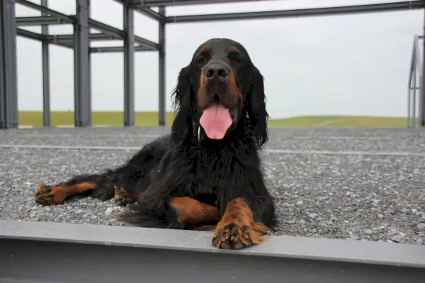 Gordon Setter sidder på grussti