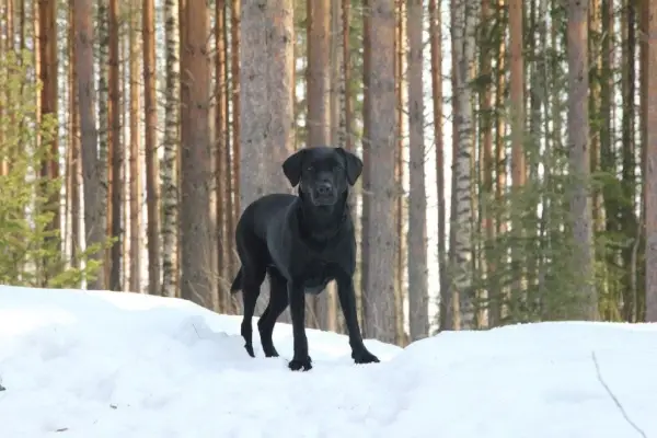 labrador retriever stojący na śniegu