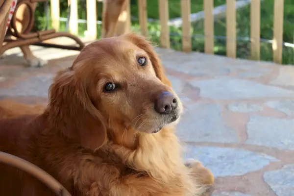 Dorosły golden retriever