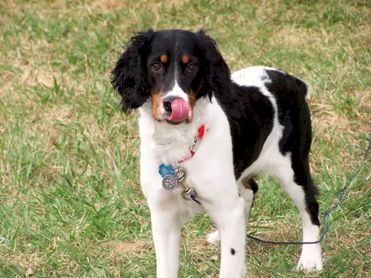 Angielski Springer Spaniel