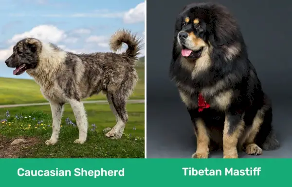 Kaukazský ovčiak vs tibetský mastif bok po boku