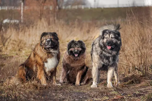 tri kaukazské pastierske psy