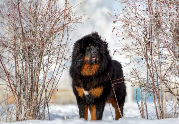 Tibetský horský mastif