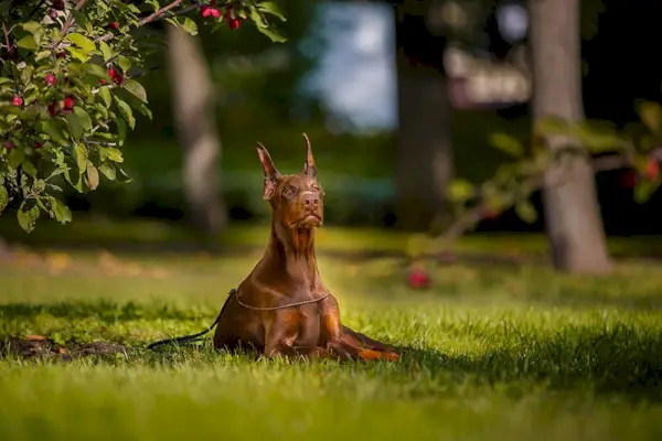 beau Doberman Pincher allemand de couleur rouge, pour une promenade dans le parc