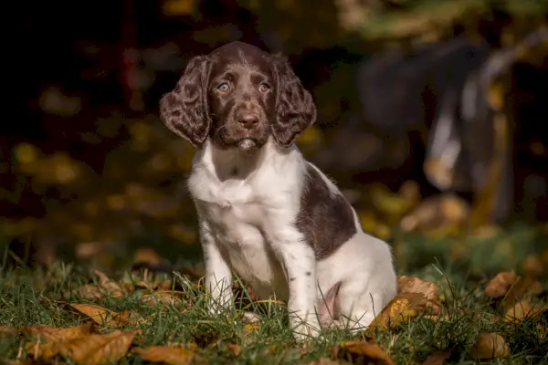 Mažas Miunsterlando šuniukas