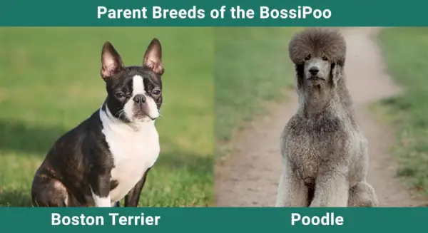 Villakoira ja bostoninterrieri