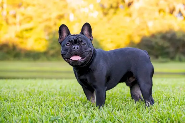Eine schwarze französische Bulldogge, die auf Gras steht