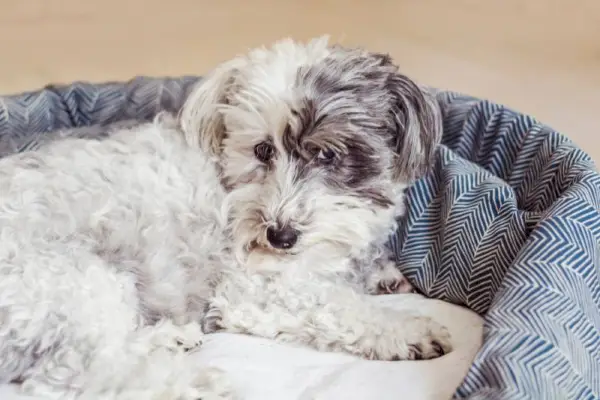 câine havanese alb care se relaxează într-un pat pentru câini