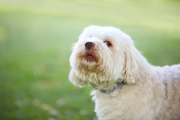 Câine havanese alb care se uită înainte să latre și să urle