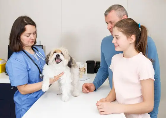 veterinar care ascultă tatăl și fiica îngrijorat de sănătatea câinelui lor havanese