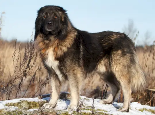 Kaukasisk gjeterhund