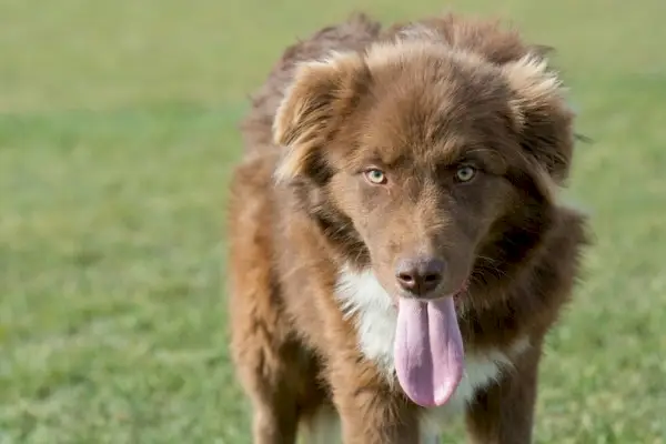 Karakachan fjellgjeter vokterhund