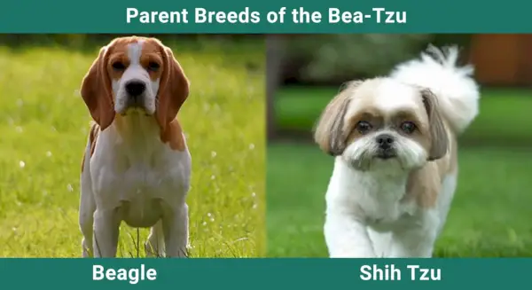 Forældreavler_Bea-Tzu