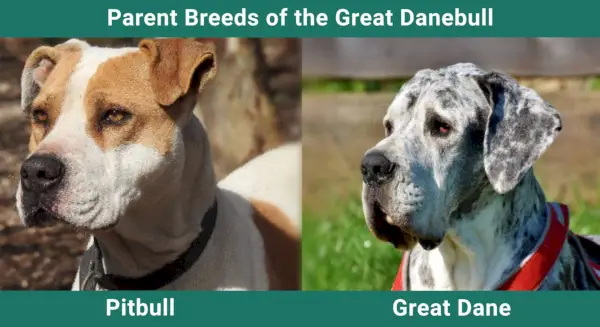 Rase parentale danebull