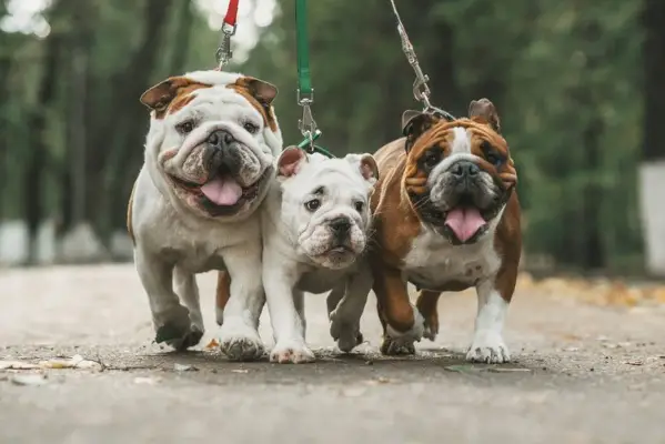 잉글리쉬 불독_shutterstock_Ann Tyurina