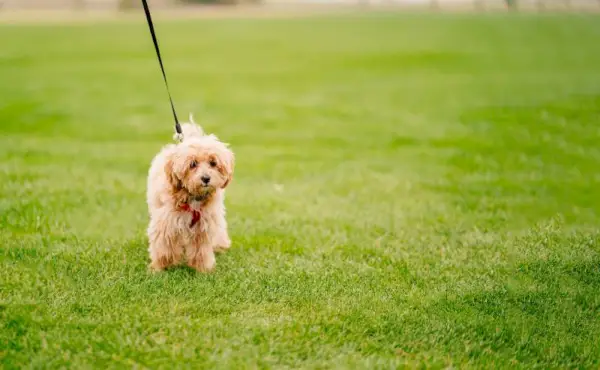 maltipoo chodzi na smyczy po trawniku