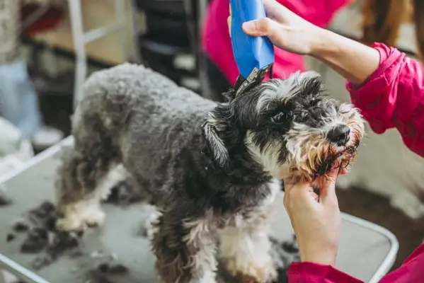 toelettatore che rifinisce il cane schnauzer nano