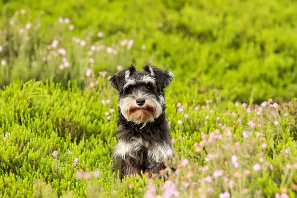 Schnauzer standard sul campo