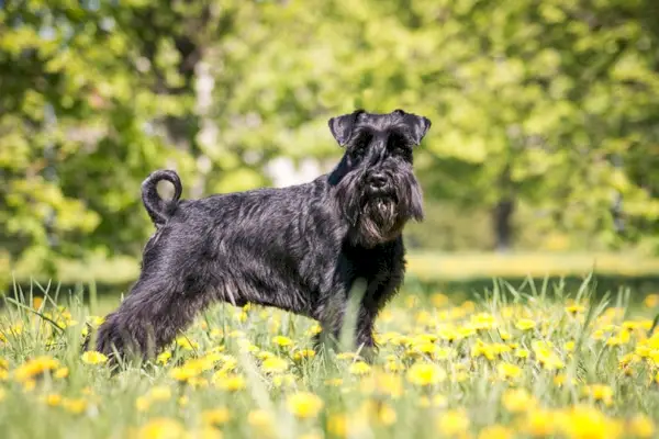 Schnauzer medio