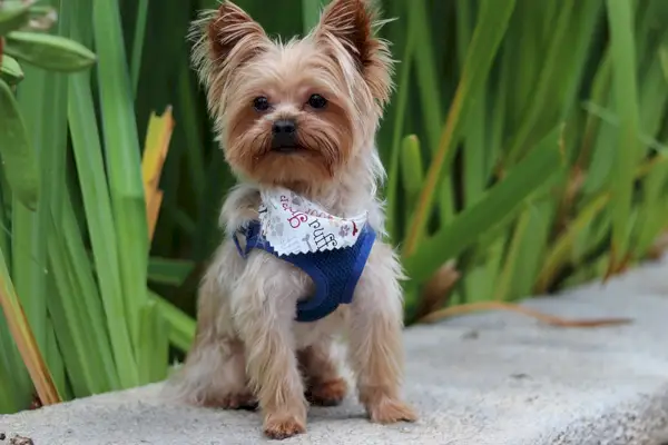 Cachorro yorkie xícara de chá usando um arnês