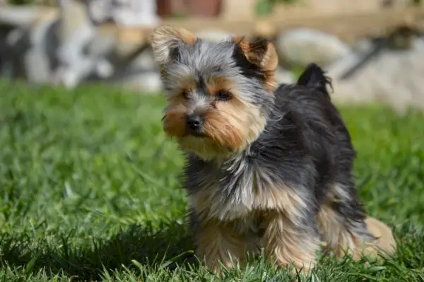 Yorkie mal marcado