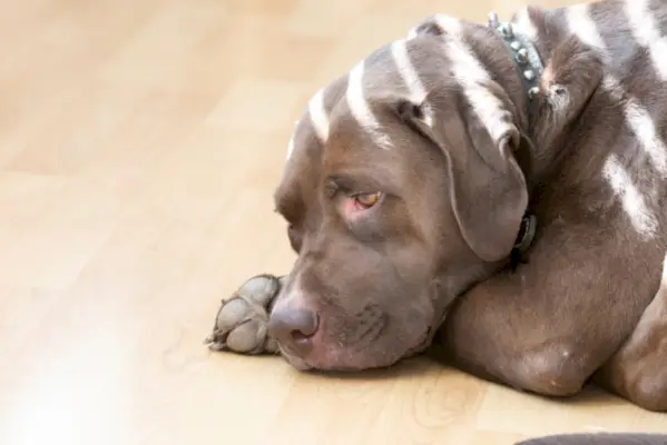 Лабрадор американски булдог микс кученце