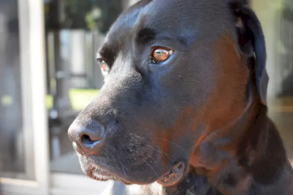 Американски булдог Лабрадор микс портрет