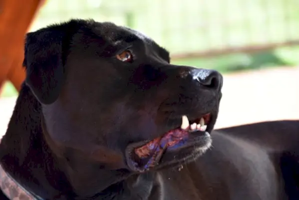 Черен американски булдог лабрадор микс легнал