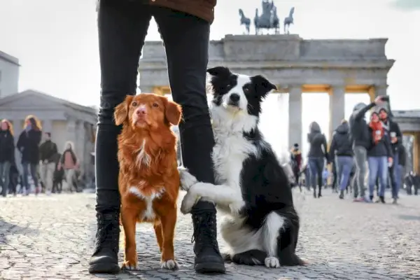 Border collie og nova scotia duck tolling retriever ved Brandenburger Tor i Berlin, Tyskland