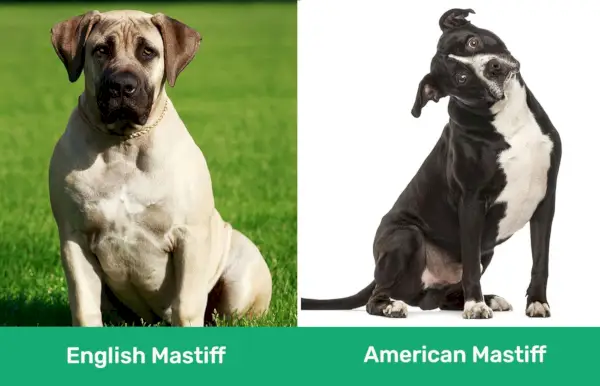 Engelsk Mastiff vs American Mastiff side om side