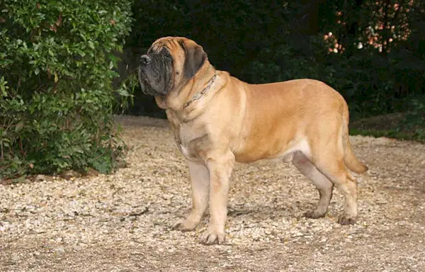 Mandlig engelsk mastiff