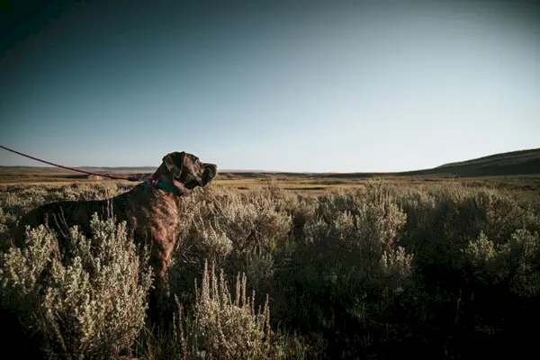 Brindle engelsk mastiff i snor i Yellowstone National Park