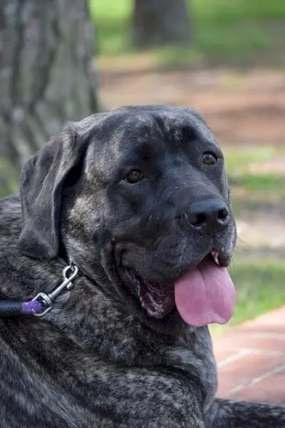 American-Mastiff_Ggeek_shutterstock
