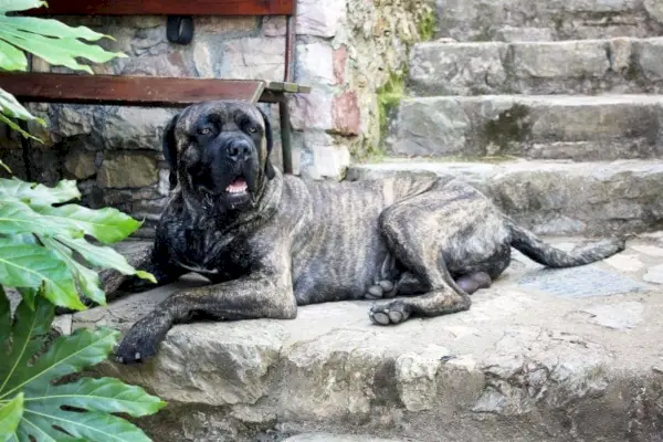 brindle amerikansk mastiff han