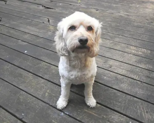 gos cockapoo blanc assegut a l'aire lliure