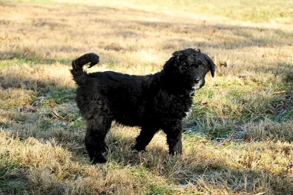 Simpàtic caniche negre