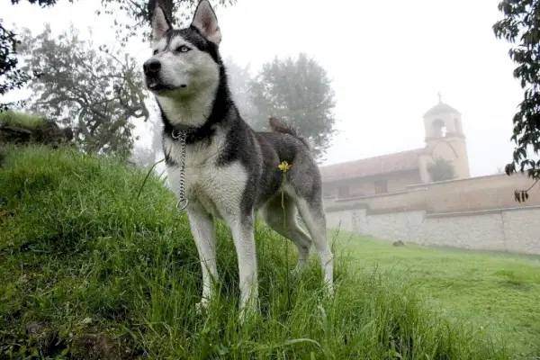aljašský husky