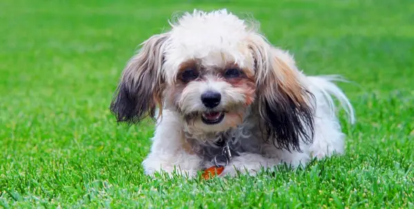 Shih Poo_Bonita R. Cheshier, Shutterstock