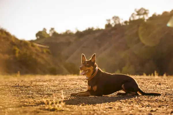 Cane australiano Kelpie che giace in un campo