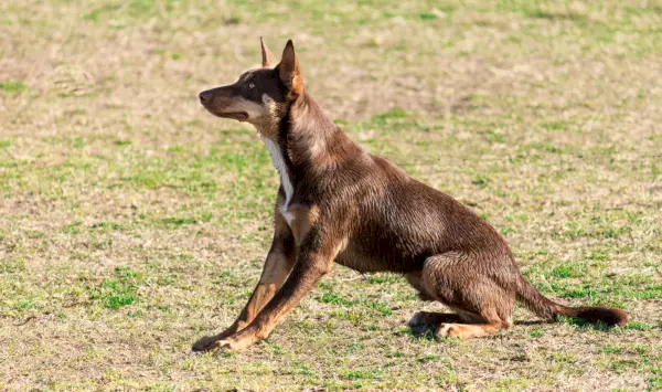 Cane australiano marrone del kelpie che si siede sull'erba