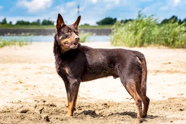 Razza di cane kelpie marrone australiano in piedi nella sabbia