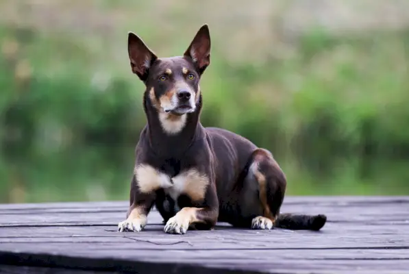 Cane australiano Kelpie marrone cioccolato e marrone zibellino