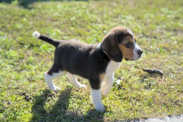 Filhote de raça pura beagle tricolor com dois meses de idade